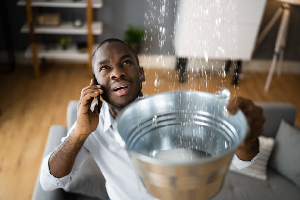 Best Flood restoration services  in The Meadows, FL