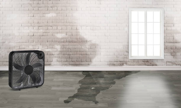 Best Flood damage cleanup  in The Meadows, FL