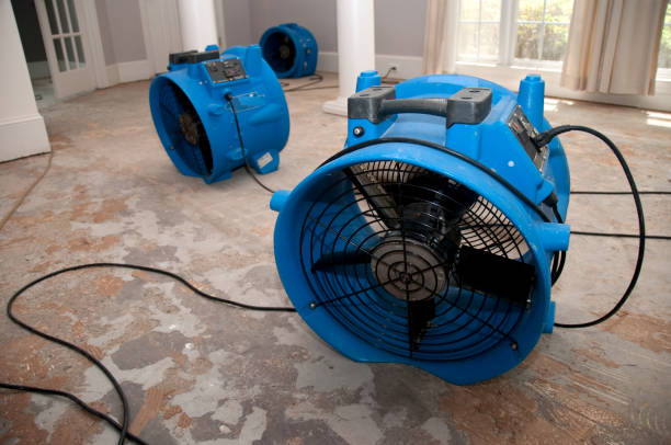 Best Water damage restoration services  in The Meadows, FL